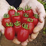 Unbranded Tomato Turbo Dasher Plants