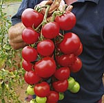 Unbranded Tomato Turbo Elegance Plants
