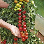 Unbranded Tomato Turbo Grafted Plant Collection 401871.htm