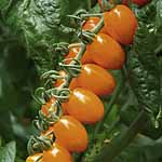 Unbranded Tomato Turbo Santorange Plants