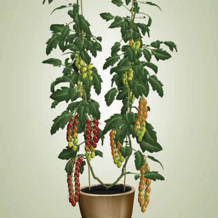 Unbranded Tomato Twins Plants Pack of 3 Pot Ready Plants