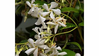 Unbranded Trachelospermum Plant - Jasminoides Variegata