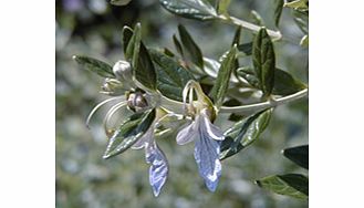 Unbranded Trachelospermum Plant - Jasminoides