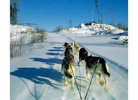 Friendly Alaskan Huskies are eager to pull you through the mountains on a two and a half hour adventure! Cruise through narrow winding trails of old growth forest graced with cedar giants that are hundreds of years old.