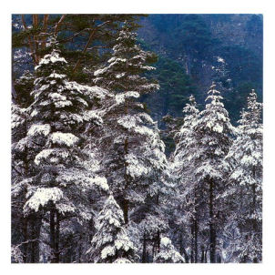 Unbranded Trees For Life Tree Gift Card