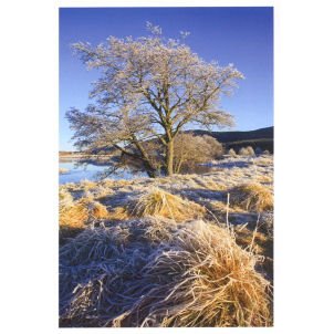 Unbranded Trees For Life Winter Greetings Cards x 12