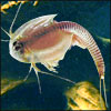 Triassic Triops Kits