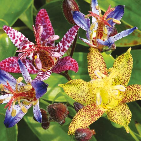 Unbranded Tricyrtis Collection Plants Pack of 9 Bare Root