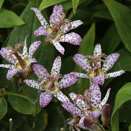 Unbranded Tricyrtis Pink Freckles Plants Pack of 3 Pot
