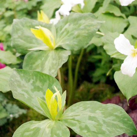 Unbranded Trillium luteum (Yellow Wakerobin) 1 Bare Root
