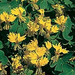 Well known and easily grown with elegantly fringed  canary-yellow flowers and pale green foliage. Ea