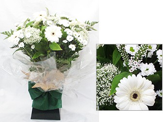 white Germinis, Trachelium, Lysimachia, Salal & Leather leaves