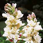 Unbranded Tuberose The Pearl 212908.htm