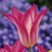 Unbranded Tulip Christine Van Kooten