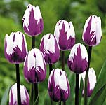 Unbranded Tulip Classic 3 Variety Collection