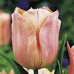 Unbranded Tulip Classic Apricot Beauty