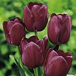 Unbranded Tulip Classic Negrita
