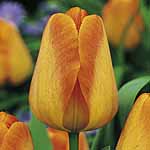 Unbranded Tulip Classic Orange Lion