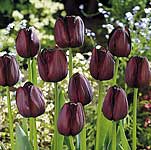 Unbranded Tulip Classic Queen of the Night