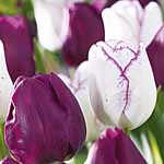 Unbranded Tulip Collection - Pink Diamond  Queen of Night