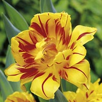 Unbranded Tulip Double Flowered Collection