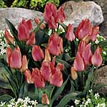 Unbranded Tulip Dwarf Collection