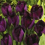 Unbranded Tulip Fringed Curly Sue