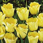 Unbranded Tulip Fringed Elegance