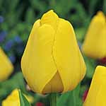 Unbranded Tulip Golden Oxford