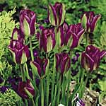 A fantastic floral beauty boasting purple-blue blooms brushed with grass green `flames`. Sensational