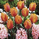 Unbranded Tulip Princess Irene