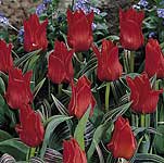 Unbranded Tulip Red Riding Hood