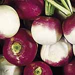 Unbranded Turnip Aramis Seeds 439431.htm