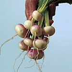 Ping-pong ball sized roots. The skins are white with attractive purple crowns. Ideal for eating raw 