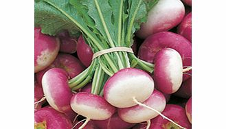 Unbranded Turnip Atlantic Seeds