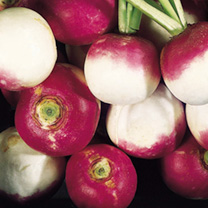 Unbranded Turnip Seeds - Aramis
