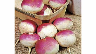 Unbranded Turnip Seeds - Armand