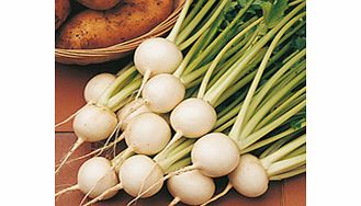 Unbranded Turnip Seeds - Tokyo Cross F1