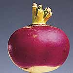 Unbranded Turnips Armand Seeds 439371.htm