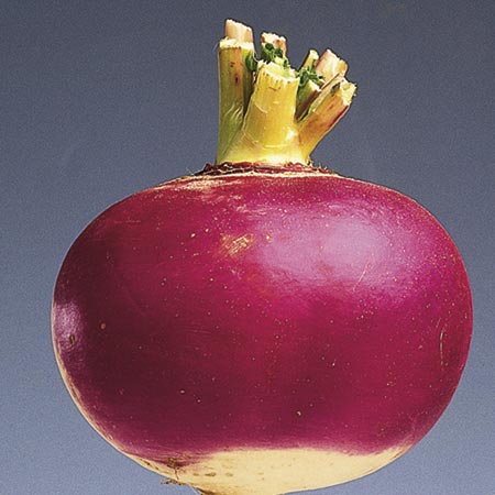 Unbranded Turnips Armand Seeds Average Seeds 1000