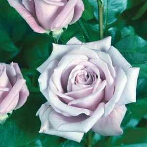 Unbranded Twice in a Blue Moon - Hybrid Tea Rose **AUTUMN