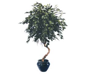 Unbranded Twisty stem green ficus plant