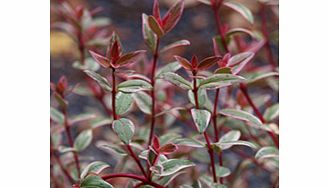 Variegated leaves tinged with pink. An attractive plant especially when the berries are also present. Height 1.5m (5); spread 1m (3). Supplied in a 2-3 litre pot.Broadly columnarEvergreenFertile moist well-drained soilFrost hardyFull sunBUY ANY 3 AND