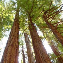 Unbranded Urban Safari Muir Woods and Sausalito Expedition