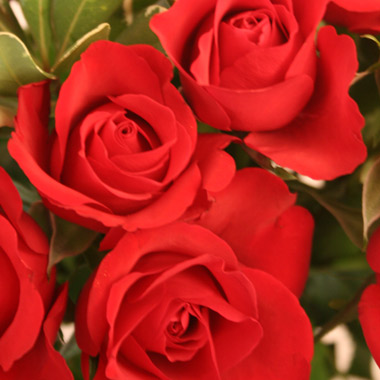 This `Love You` bouquet is the classic Valentines Day gift with 12 velvety red roses complimented wi