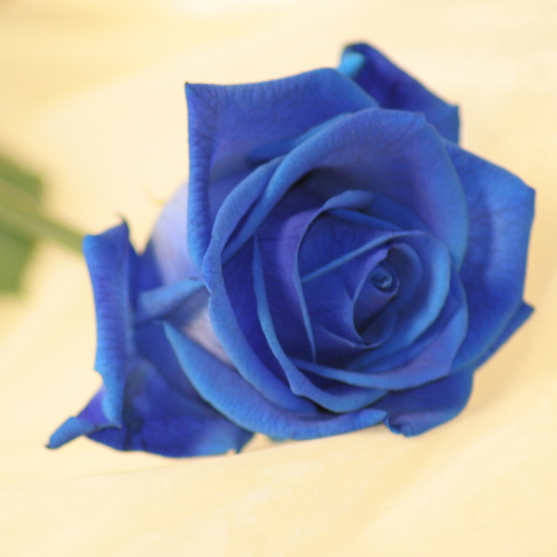 Unbranded Valentine Single Blue Rose