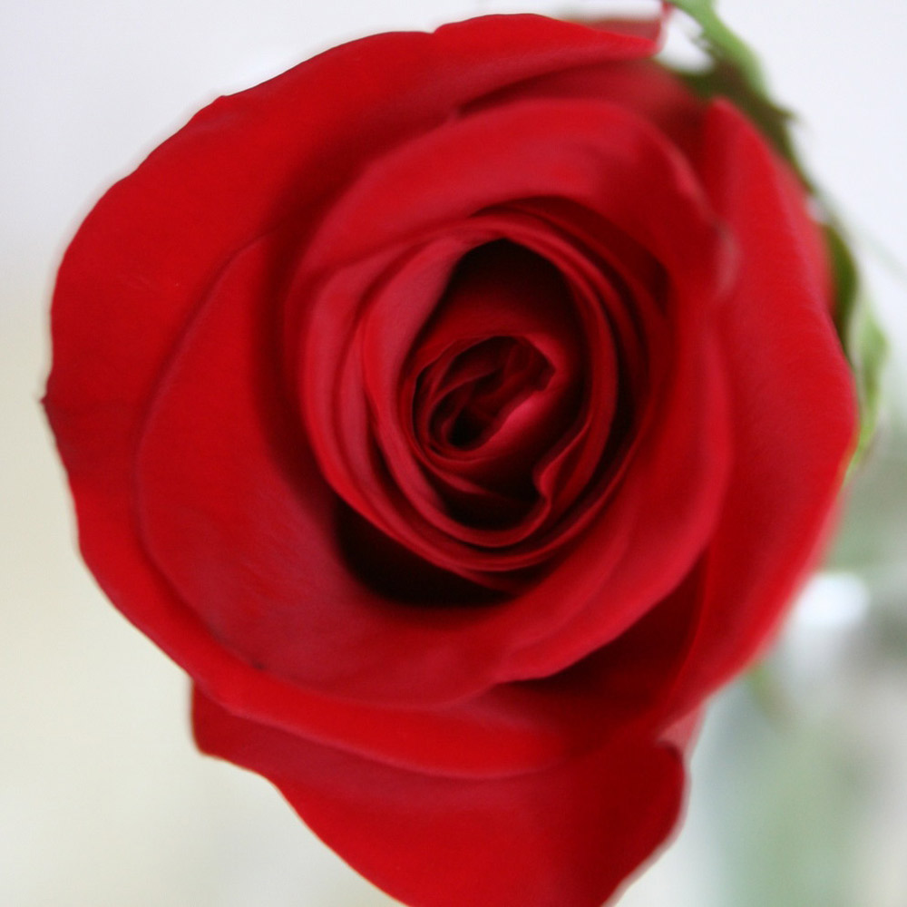 Unbranded Valentine Single Red Rose