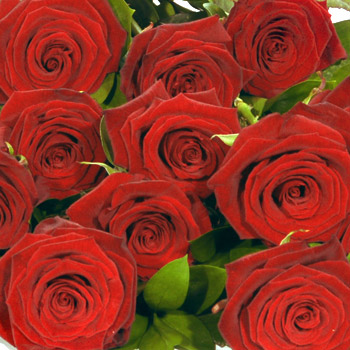 Unbranded Valentines - Dozen Red Roses Gift Wrap -