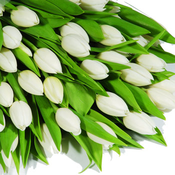 Unbranded Valentines Day Fifty White Tulips - flowers