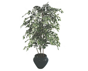 Unbranded Variegated ficus tree